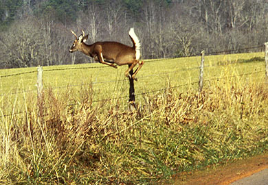 Motorists Need to Watch for Deer on State Roads