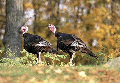 Wild and Domestic Turkeys: Birds of a Different Feather