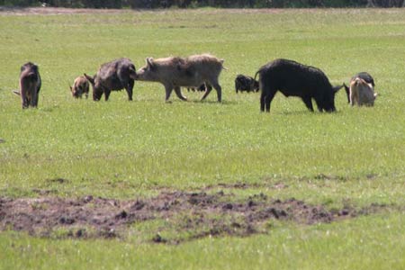 Researchers Tackle Problem of Feral Hog Overpopulation, Damage