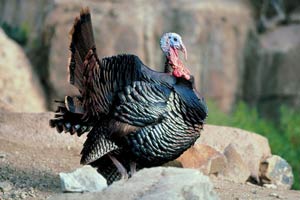 Spring Turkey Season Forecast Good, Youth Day March 29