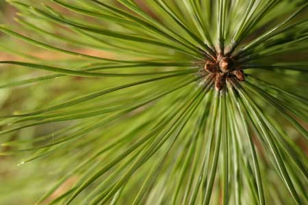 ‘Longleaf 101’ Offered at Cheraw State Park Feb. 18-20