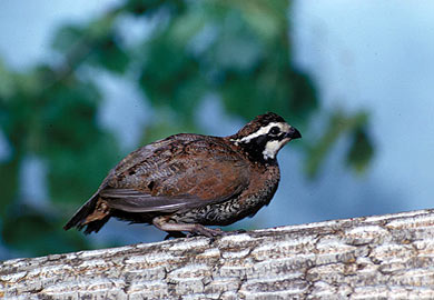 Landowners Learned Techniques of Improving Quail Habitat