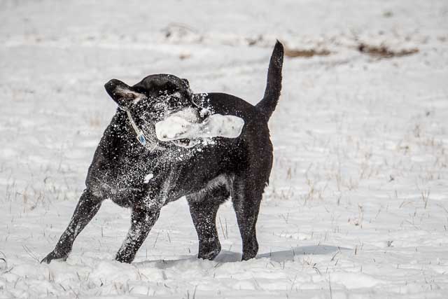 29Jan14 Snow Day-37