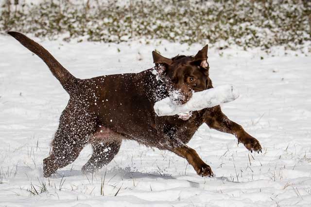 Snow Day Pictures