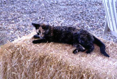 Cat Exposes Oconee County Woman to Rabies