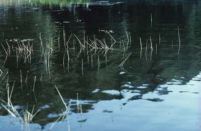 Vehicle Pulled From Local Pond