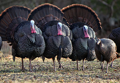 Wild Turkey Harvest in SC Decreases this Spring