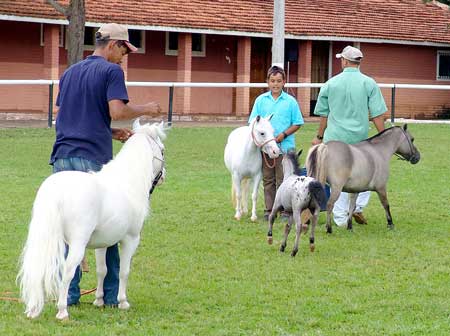 Miniature Pony Killed By Dogs