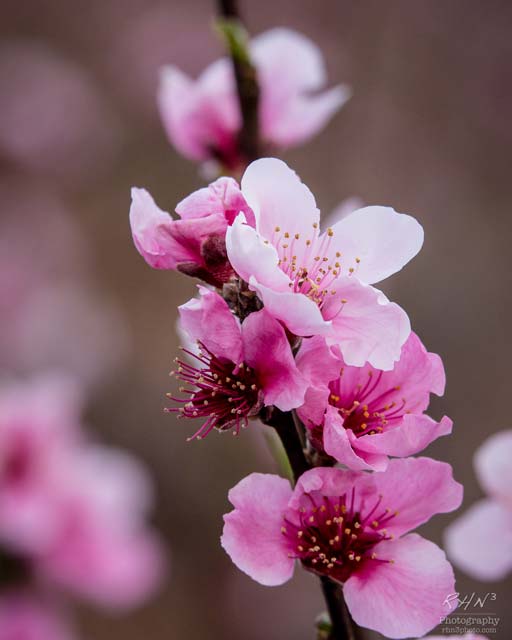 Wild Winter Weather Hurts Early Peaches