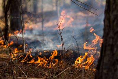 Growing-Season Burns a Natural Ecological Process in S.C.