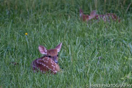 Adopting a “Lost” Fawn is Illegal and Likely Not Abandoned