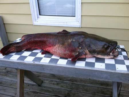 57 1 2 Lbs Flathead Caught On Lake Thurmond The Edgefield Advertiser