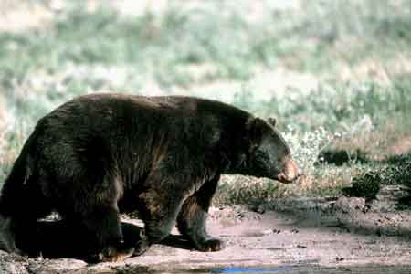 Confirmed Bear Sighting in City of Edgefield