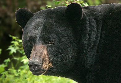 DNR Offers Guidelines for Dealing with Bears; Report a Sighting on Website