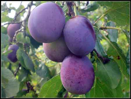 Thieves Pluck Plums From Trees