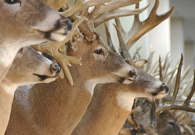 State Antler Records Down Slightly This Year