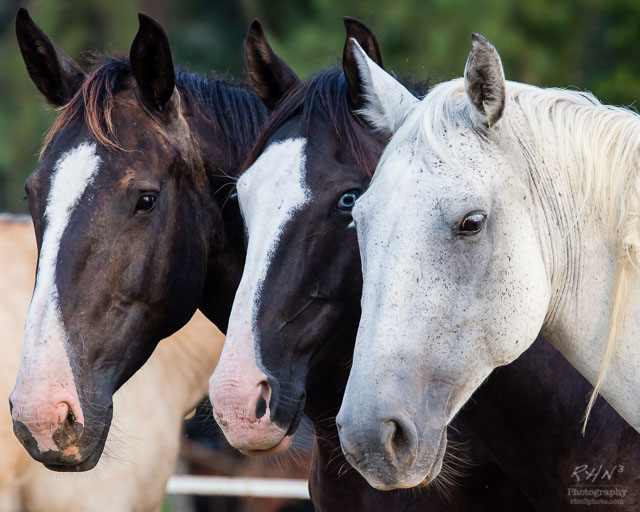 Rodeo 2014-10