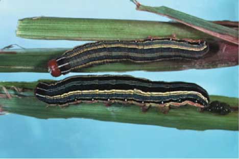 Fall Armyworms Are Here in South Carolina