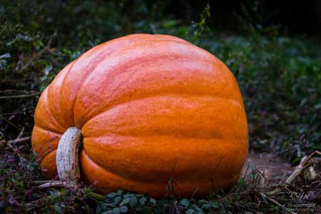 Trick or Treating Hours for Edgefield and Johnston