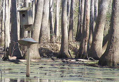 Wood Duck Box Applications Available Until Nov. 1 