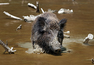 Wild Hog Management Workshop Scheduled for Dec. 11 in Ridgeland