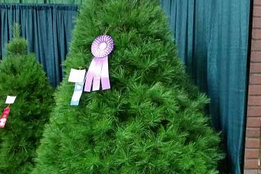 Local Christmas Tree Wins Best in Show