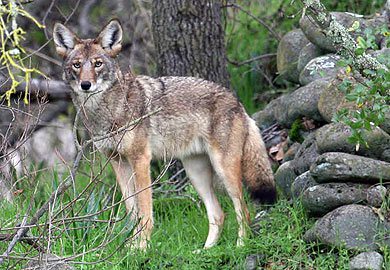 DNR to Conduct Coyote Biology, Control Program Jan. 27 in Greenville 