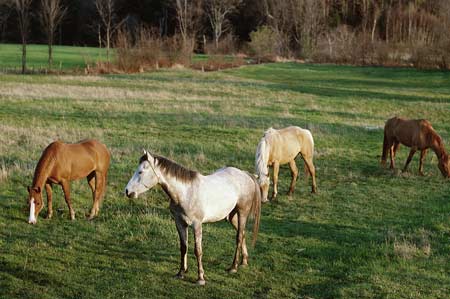 Tips For Winter Weight Loss in Horses