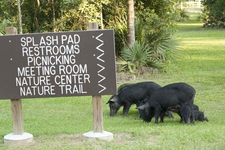 S.C. Landowners to be Surveyed About Feral Hog Damage, Interactions