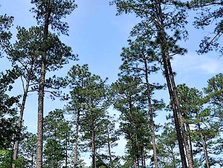 Timber Meeting to Brief Landowners on ‘Pine Decline’