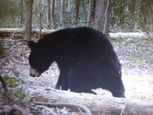 A Recent “Visitor” in Town of Edgefield