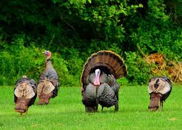 Spring Turkey Season Forecast from DNR