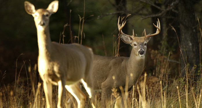 Statewide deer harvest decreases in 2015