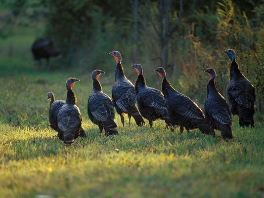 Volunteers needed to participate in DNR’s  annual Summer Turkey Survey