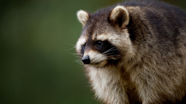 Rabid Raccoon Found In Edgefield County