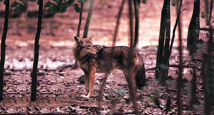 Kill a Marked Coyote, Get a Lifetime Hunting License