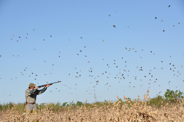 Attention Dove Hunters – Changes To This Season’s Limits