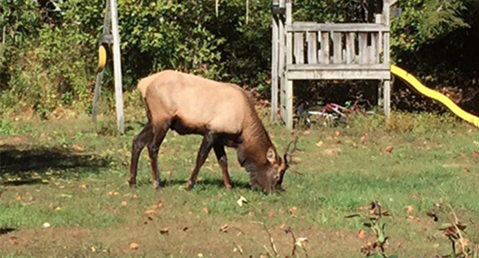 SCDNR-Biologists: Don’t approach elk that has wandered into SC