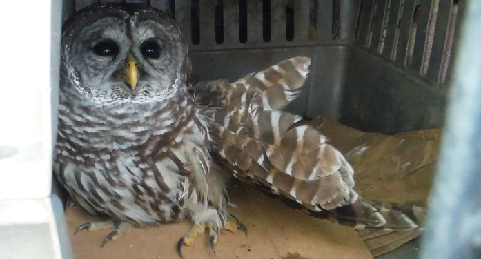 Owl Rescued: A Tale to Tell