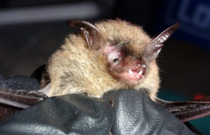 Northern long-eared bats discovered in Beaufort County