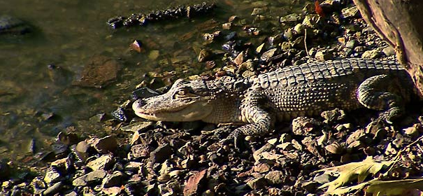 Public reminded not to handle, move wildlife