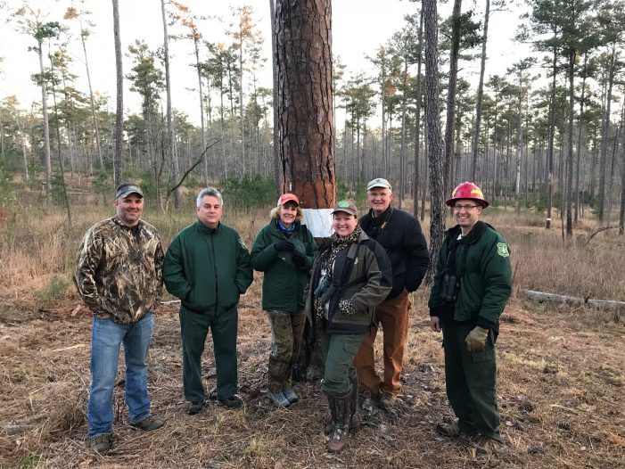 Red-cockaded Woodpecker Released (RCW) Released at Lick Fork Lake