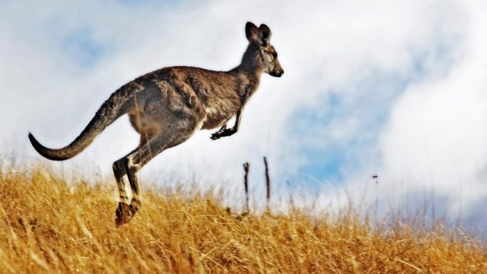 Kangaroo Spotted Just a Hop, Skip, and a Jump Away from Edgefield County