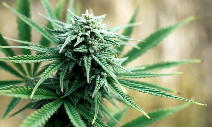 Marijuana Found Growing in Garden