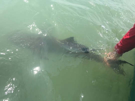 Biologists tracking cobia with satellite tags