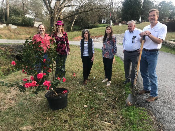 Camellia Planted in Willowbrook