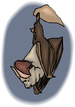 Rabid Bat Confirmed in Aiken County; One Human Exposure