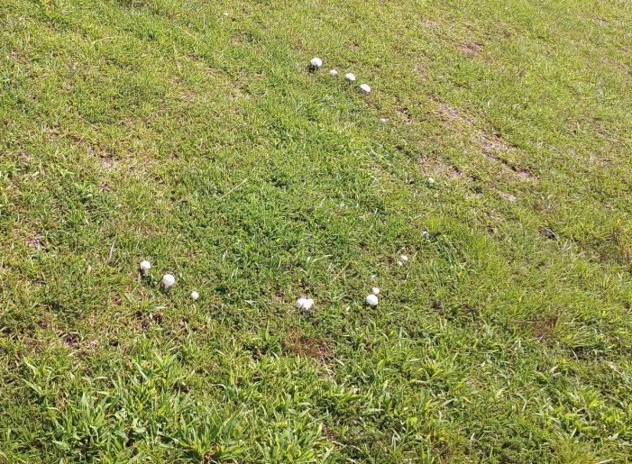 A Fairy Ring in McCormick