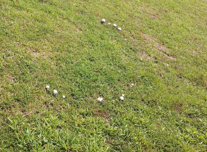 A Fairy Ring in McCormick A Fairy Ring in McCormick