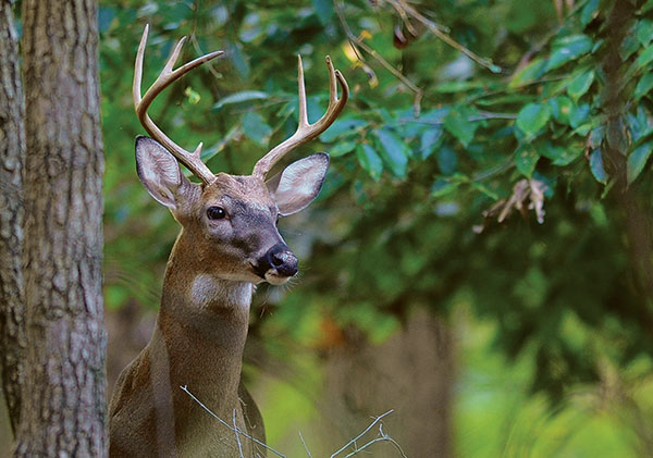 Tips for properly and ethically disposing of deer remains